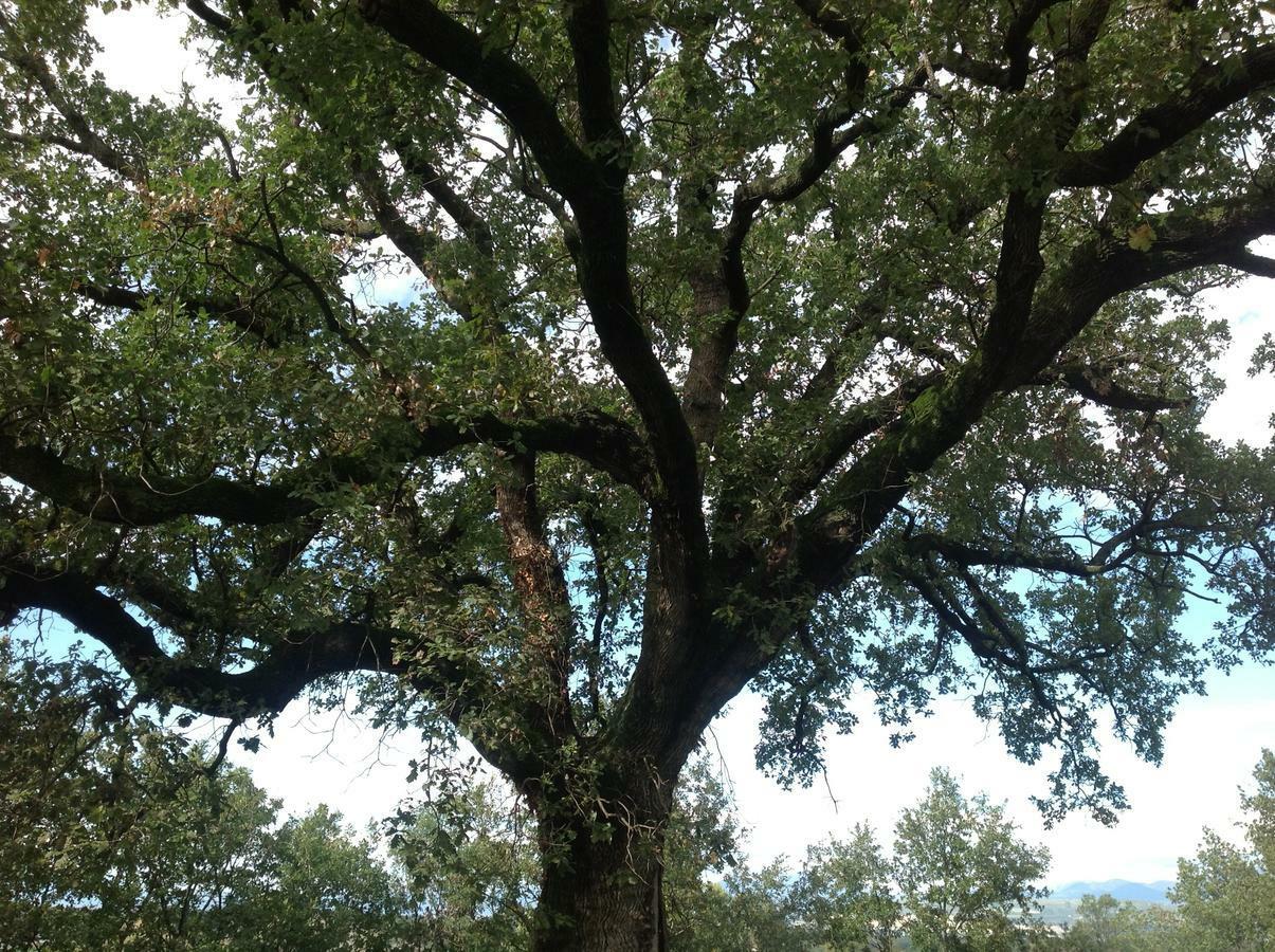 Bed and Breakfast La Quercia Altavilla Silentina Exterior foto